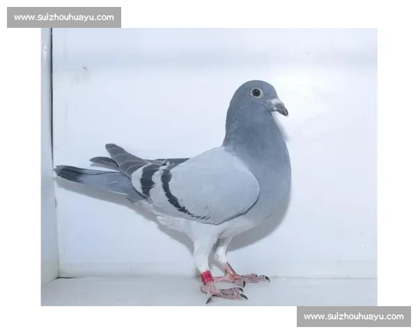 羽球冠军踏雄台：谌龙王适娴探访镇北台